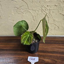 Load image into Gallery viewer, #D48 Anthurium Forgetii x - With 3 x Pups