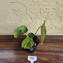 Load image into Gallery viewer, #D48 Anthurium Forgetii x - With 3 x Pups