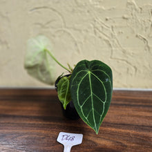 Load image into Gallery viewer, #D48 Anthurium Forgetii x - With 3 x Pups