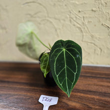 Load image into Gallery viewer, #D48 Anthurium Forgetii x - With 3 x Pups