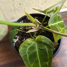 Load image into Gallery viewer, #D48 Anthurium Forgetii x - With 3 x Pups