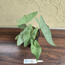 Load image into Gallery viewer, #R444 Caladium Picturatum Silver