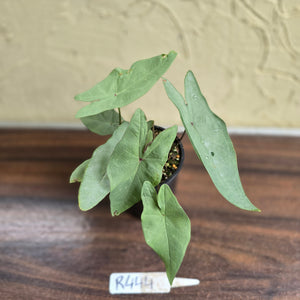 #R444 Caladium Picturatum Silver