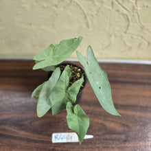 Load image into Gallery viewer, #R444 Caladium Picturatum Silver