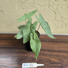 Load image into Gallery viewer, #R444 Caladium Picturatum Silver