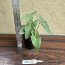 Load image into Gallery viewer, #R444 Caladium Picturatum Silver