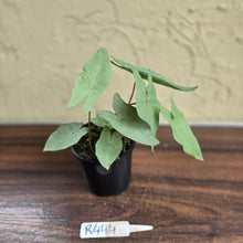 Load image into Gallery viewer, #R444 Caladium Picturatum Silver