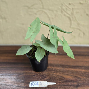 #R444 Caladium Picturatum Silver