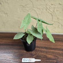 Load image into Gallery viewer, #R444 Caladium Picturatum Silver
