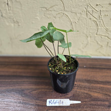 Load image into Gallery viewer, #R444 Caladium Picturatum Silver