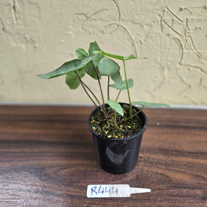 #R444 Caladium Picturatum Silver