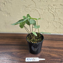Load image into Gallery viewer, #R444 Caladium Picturatum Silver