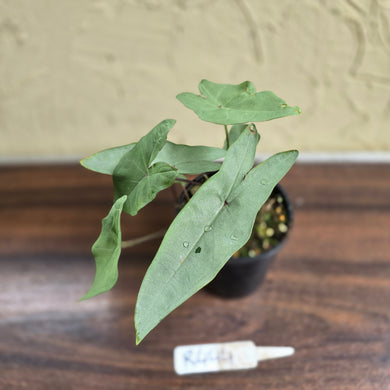 #R444 Caladium Picturatum Silver