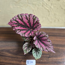 Load image into Gallery viewer, #R30 Begonia Unknown