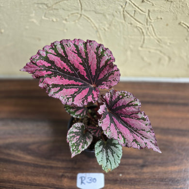 #R30 Begonia Unknown
