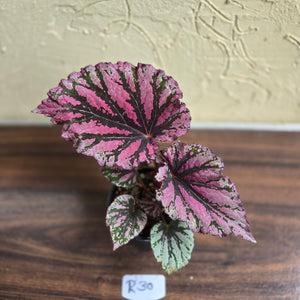 #R30 Begonia Unknown