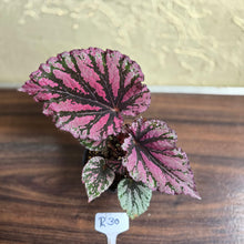 Load image into Gallery viewer, #R30 Begonia Unknown