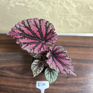 #R30 Begonia Unknown