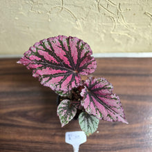 Load image into Gallery viewer, #R30 Begonia Unknown