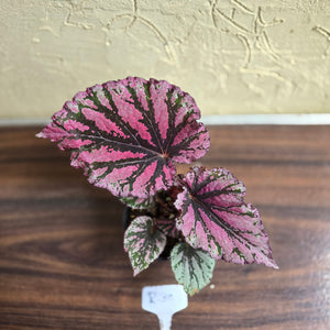 #R30 Begonia Unknown