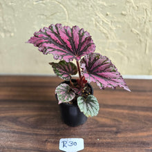 Load image into Gallery viewer, #R30 Begonia Unknown