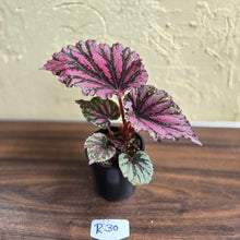 Load image into Gallery viewer, #R30 Begonia Unknown