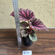 Load image into Gallery viewer, #R30 Begonia Unknown