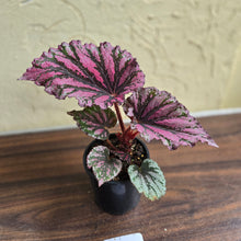 Load image into Gallery viewer, #R30 Begonia Unknown