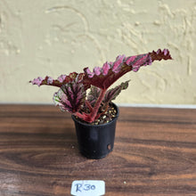 Load image into Gallery viewer, #R30 Begonia Unknown