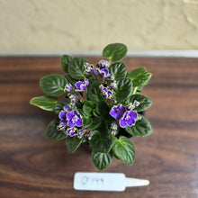 Load image into Gallery viewer, #D999 African Violet Frosted Denim
