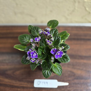 #D999 African Violet Frosted Denim