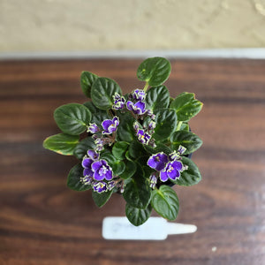#D999 African Violet Frosted Denim