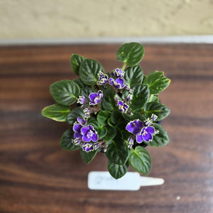#D999 African Violet Frosted Denim