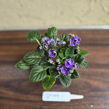 Load image into Gallery viewer, #D999 African Violet Frosted Denim