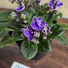 Load image into Gallery viewer, #D999 African Violet Frosted Denim