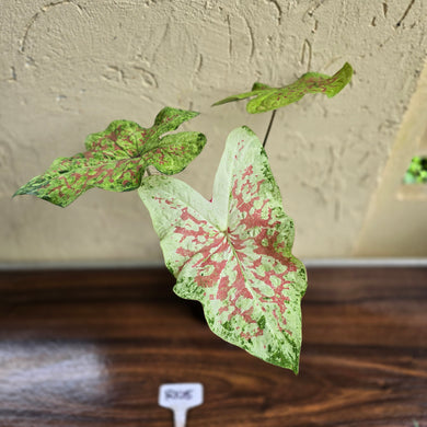 #R105 Caladium