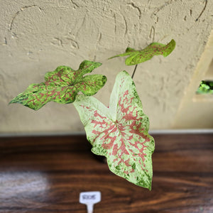 #R105 Caladium