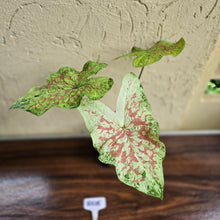 Load image into Gallery viewer, #R105 Caladium
