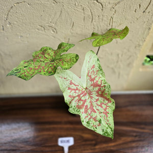 #R105 Caladium