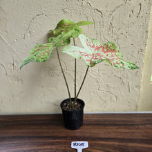 Load image into Gallery viewer, #R105 Caladium