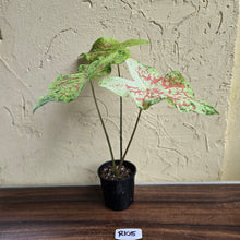 Load image into Gallery viewer, #R105 Caladium