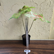Load image into Gallery viewer, #R105 Caladium