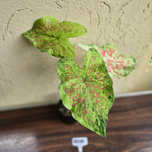 Load image into Gallery viewer, #R105 Caladium
