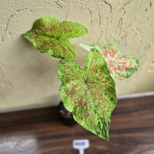 Load image into Gallery viewer, #R105 Caladium