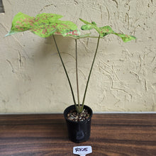 Load image into Gallery viewer, #R105 Caladium