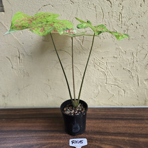 #R105 Caladium