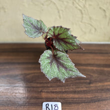 Load image into Gallery viewer, #R18 Begonia Arctic Snow