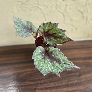 #R18 Begonia Arctic Snow