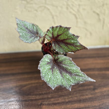 Load image into Gallery viewer, #R18 Begonia Arctic Snow