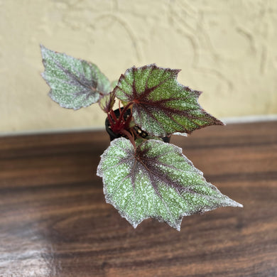 #R18 Begonia Arctic Snow